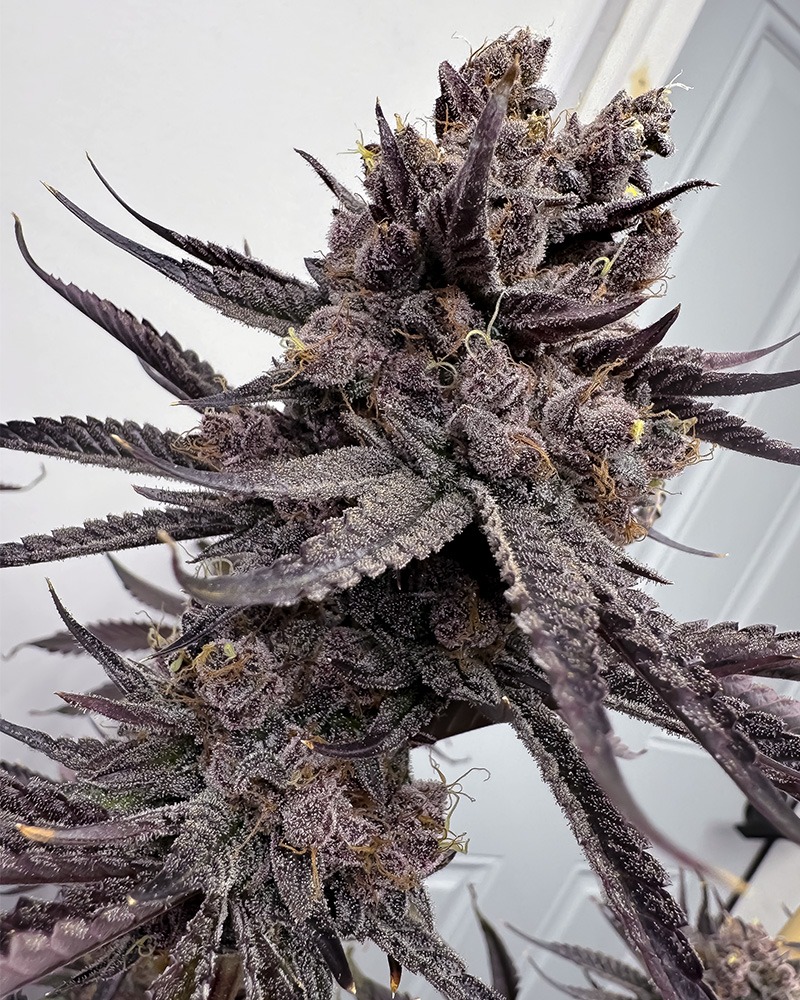 Trap God - Solfire Gardens feminisiert 6er Pack