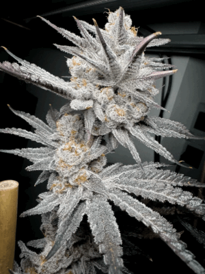 Trich-Beast-Strain.png Trich Beast - Solfire Gardens feminisiert 6er Pack