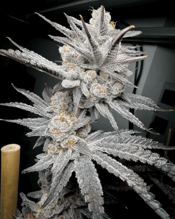 Trich-Beast-Strain.png Trich Beast - Solfire Gardens feminisiert 6er Pack