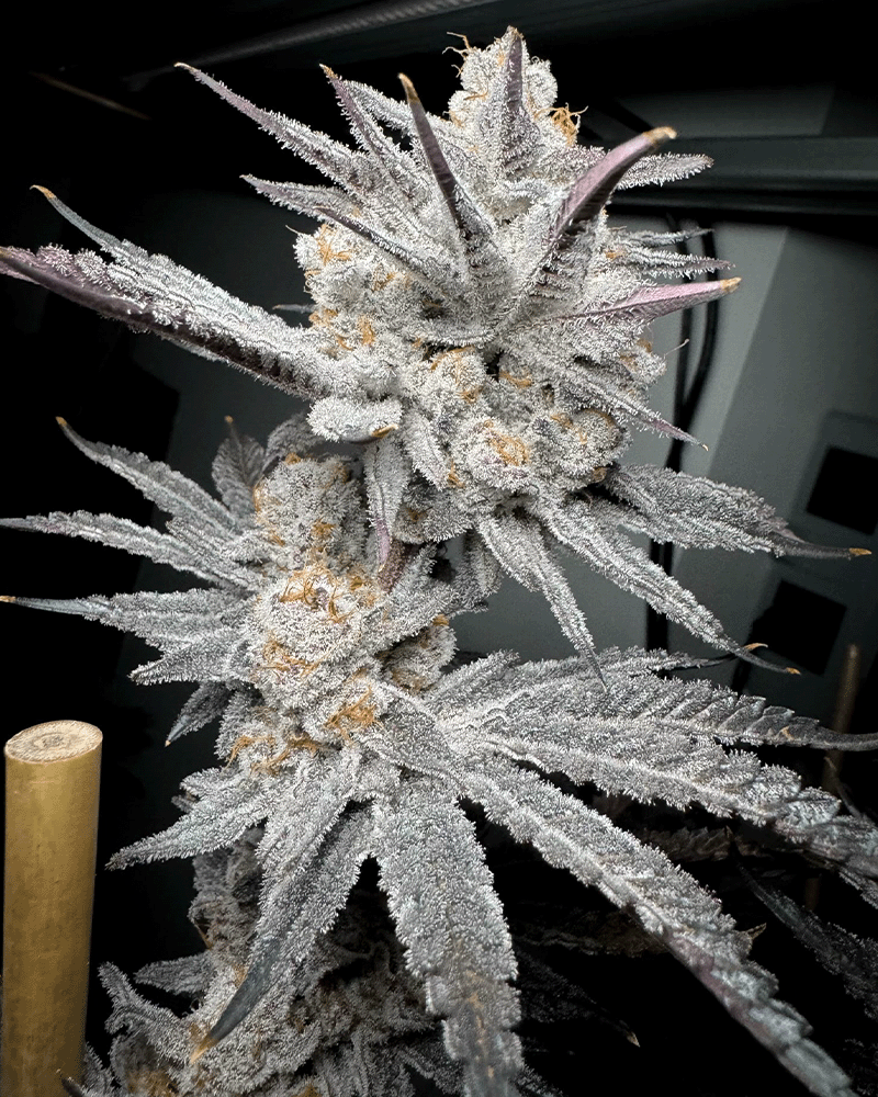 Trich Beast - Solfire Gardens feminisiert 6er Pack