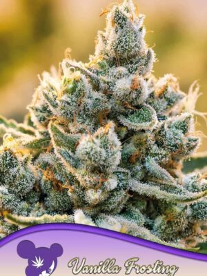 Anesia Seeds vanilla frosting Samen