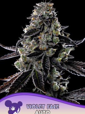 Violet Face - Anesia feminisiert 3er Pack