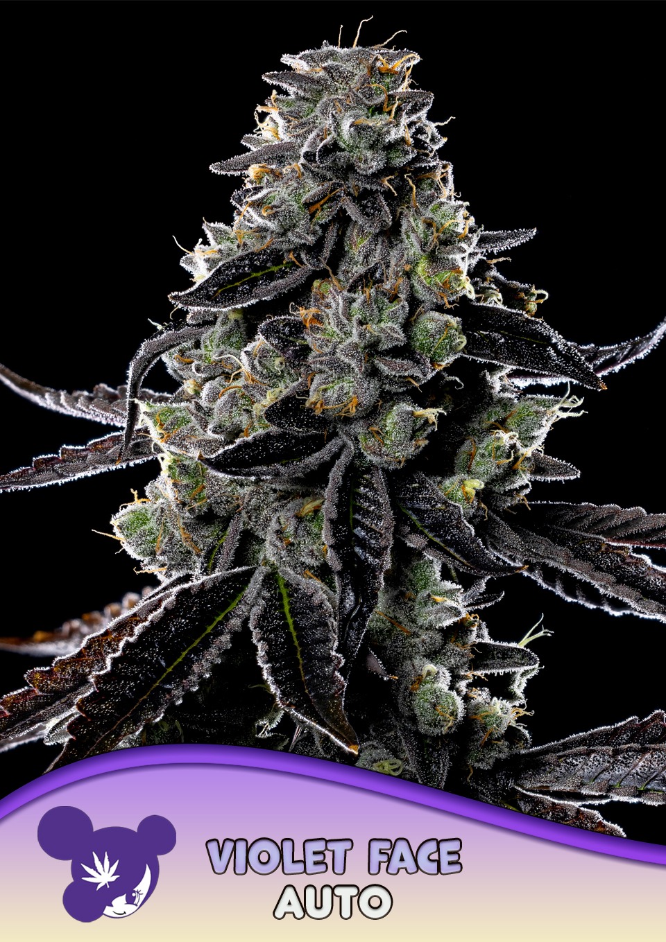 Violet Face - Anesia feminisiert 3er Pack