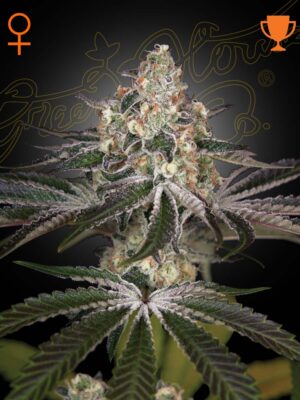 White Widow - Green House Seed Co. feminisiert 3er Pack