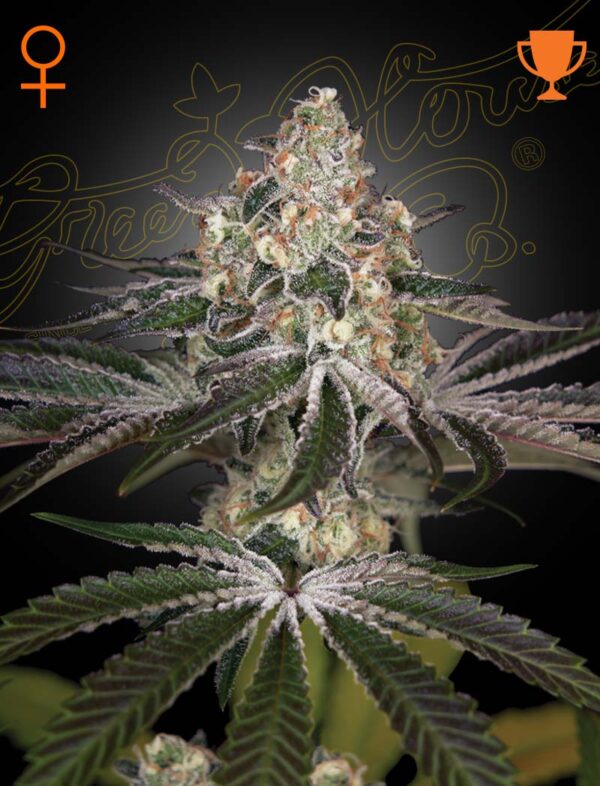 White Widow - Green House Seed Co. feminisiert 3er Pack