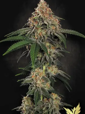 Wappa - Paradise Seeds feminisiert 3er Pack