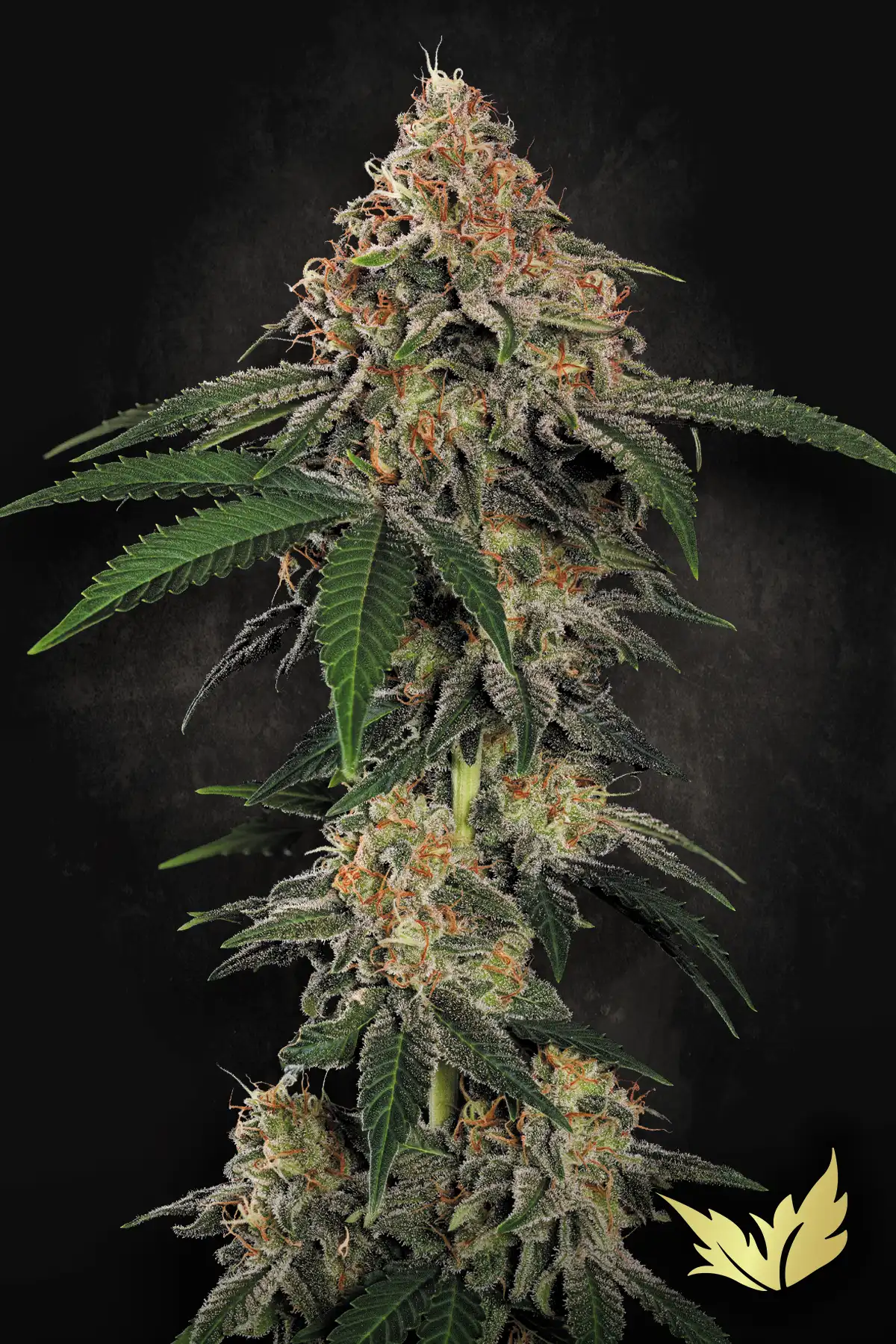 Wappa - Paradise Seeds feminisiert 3er Pack