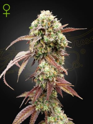 West-Coast-OG-Gelato.jpeg.jpg West Coast OG x Gelato Auto 41 Green House Seed Co. feminisierte Samen
