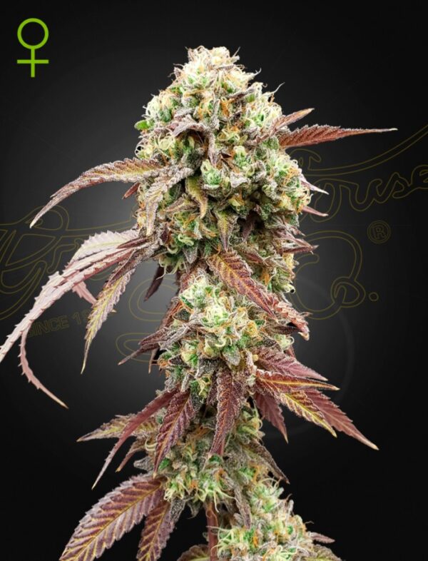 West Coast OG x Gelato Auto 41 Green House Seed Co. feminisierte Samen