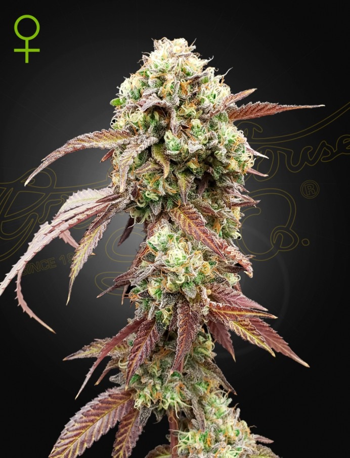 West Coast OG x Gelato Auto 41 - Green House Seed Co. feminisiert 3er Pack