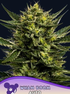 WHAM BOOM - Anesia feminisiert 3er Pack