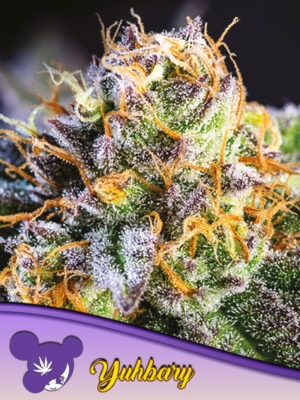 Anesia Seeds yuhbary Samen