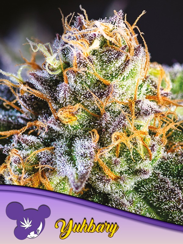 Anesia Seeds yuhbary Samen
