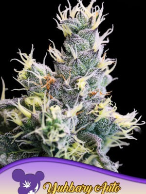 Anesia Seeds auto yuhbary Samen Anesia Seeds auto yuhbary Samen