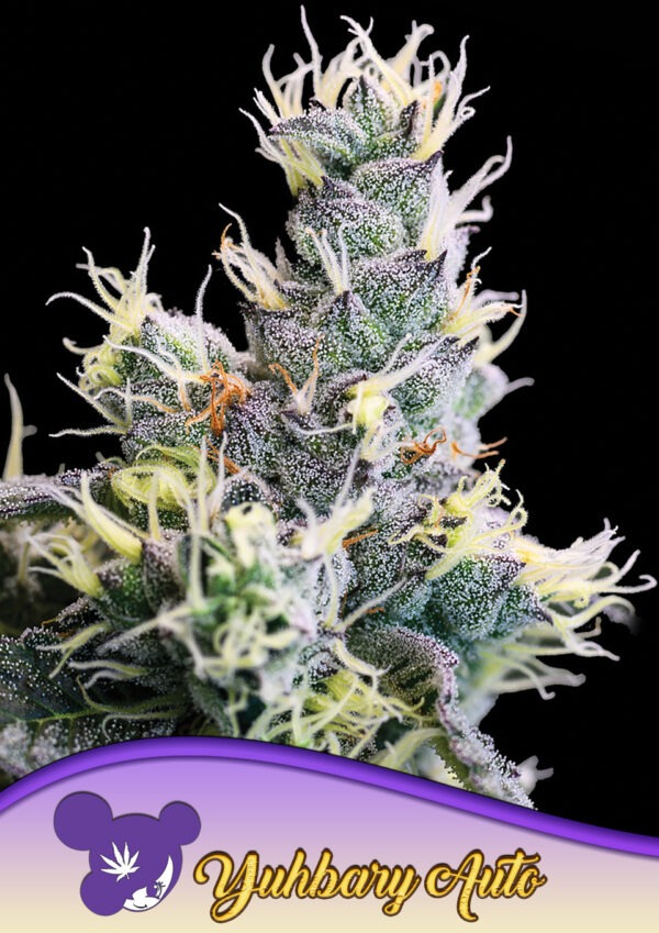 Anesia Seeds auto yuhbary Samen