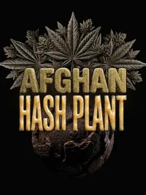 Afghan Hashplant Auto F1 - Barneys Farm feminisiert 3er Pack