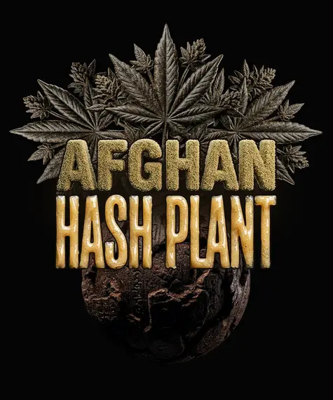 afghan hashplant