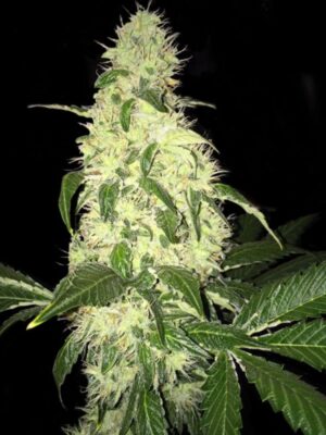 afghani-berry.jpg Afghaniberry T.H. Seeds regulär 5er Pack