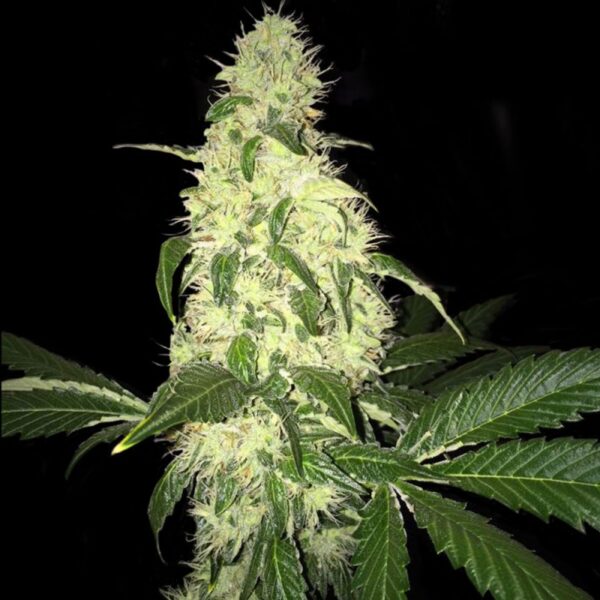 Afghaniberry T.H. Seeds regulär 5er Pack