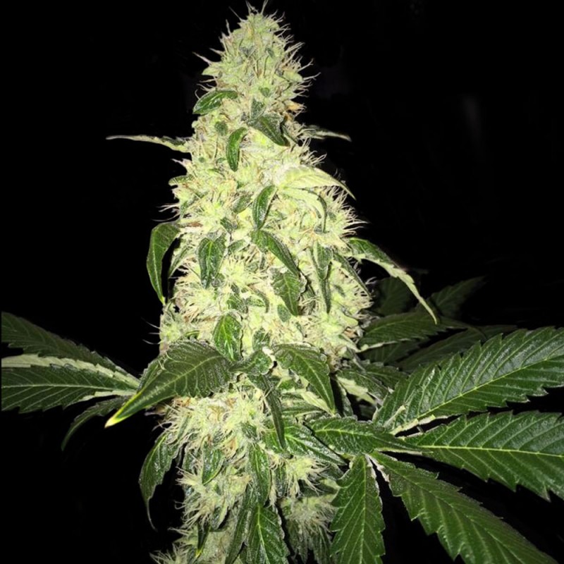 Afghaniberry T.H. Seeds regulär 5er Pack