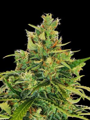 amnesi-k-lemon-flower.jpg Amnesi-K Lemon - Kannabia feminisiert 3er Pack