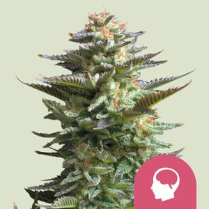 Amnesia Haze - Royal Queen Seeds feminisiert 3er Pack