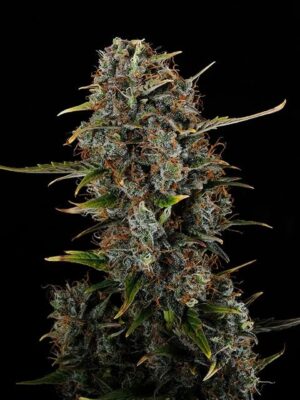amnesia-haze-mini.jpg Amnesi-K Haze - Kannabia feminisiert 3er Pack