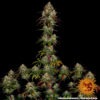 Barney's Farm amnesia lemon Samen – Bild 2