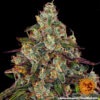 Barney's Farm amnesia lemon Samen – Bild 3