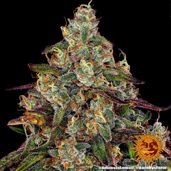Barney's Farm amnesia lemon Samen – Bild 3