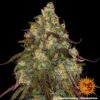 Barney's Farm amnesia lemon Samen – Bild 4
