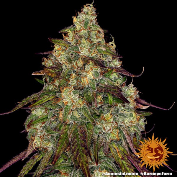 Barney's Farm amnesia lemon Samen – Bild 4