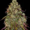 Barney's Farm amnesia lemon Samen