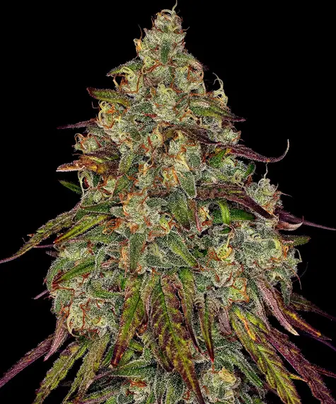 Barney's Farm amnesia lemon Samen