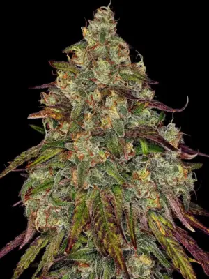 Amnesia Lemon - Barneys Farm feminisiert 3er Pack