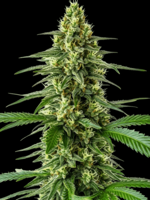 Amnesia X Kosher Kush - Marj Jane feminisiert 3er Pack