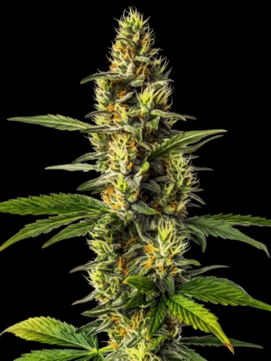 Amnesia X Lemon Haze - Marj Jane feminisiert 3er Pack