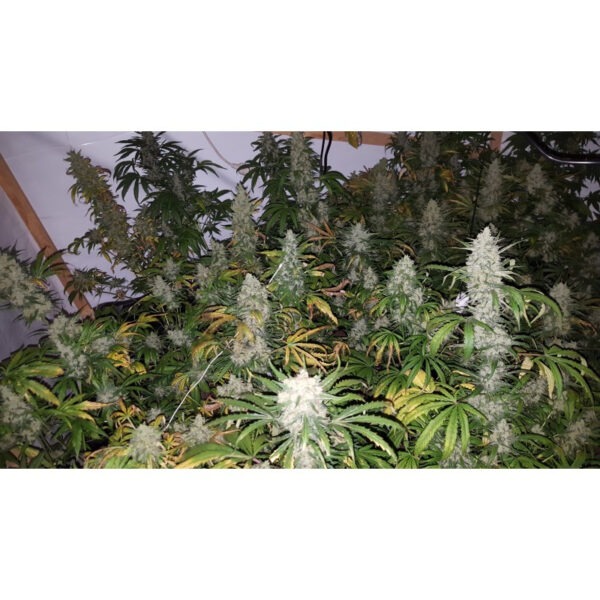 Growers Choice The Real Amnesia Samen – Bild 4