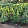 Growers Choice The Real Amnesia Samen – Bild 5