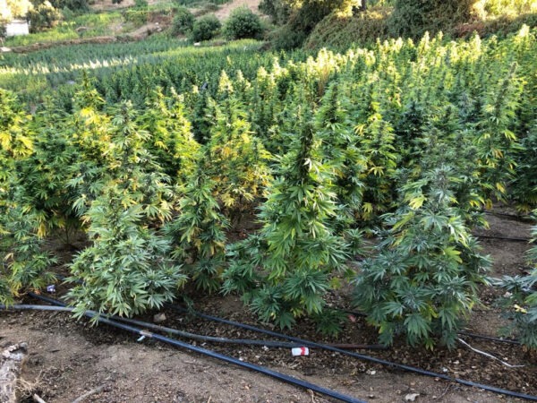 Growers Choice The Real Amnesia Samen – Bild 5