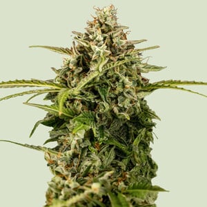 apollo-f1-1.jpg Apollo F1 Auto - Royal Queen Seeds feminisiert 3er Pack