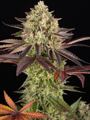 Apple Fritter - Barneys Farm feminisiert 3er Pack