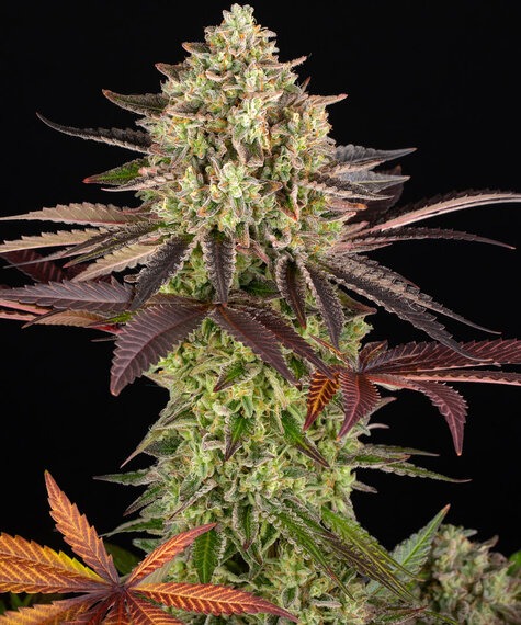Apple Fritter - Barneys Farm feminisiert 3er Pack