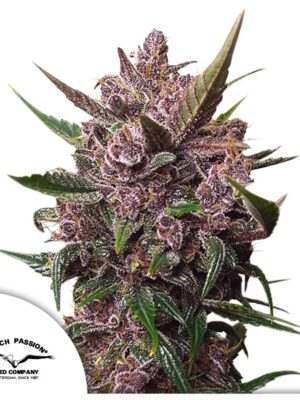 auto-blackberry-kush.jpg Blackberry Kush CBD Auto Dutch Passion feminisiert 3er Pack