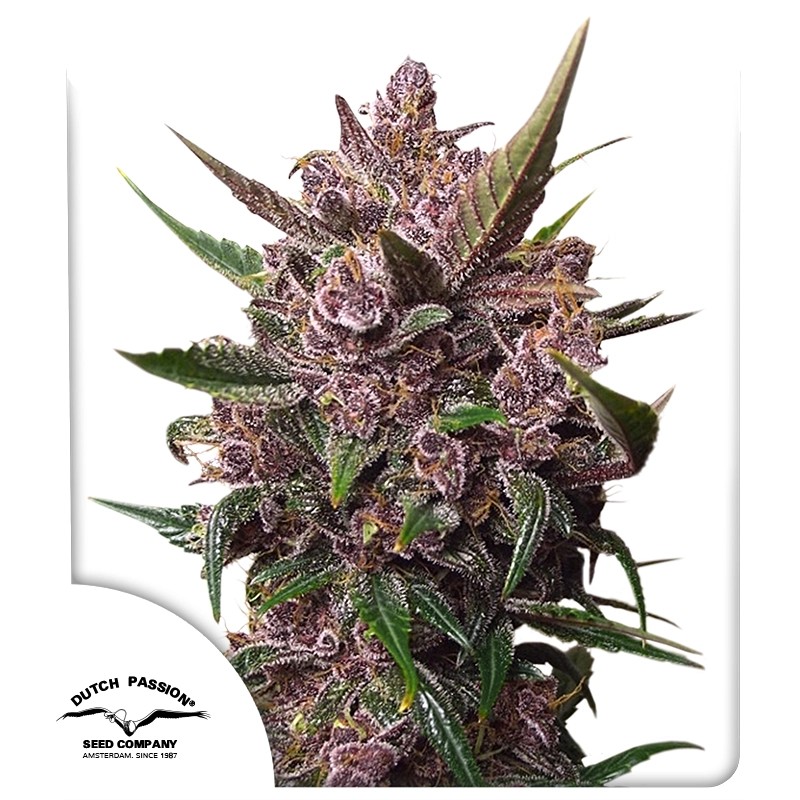Blackberry Kush CBD Auto Dutch Passion feminisiert 3er Pack