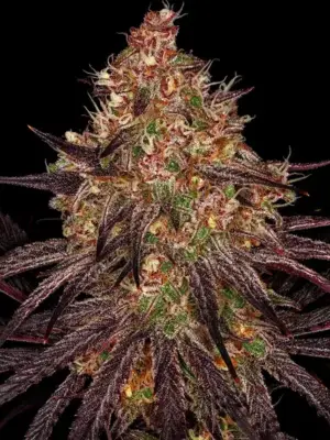 Ayahuasca Purple - Barneys Farm feminisiert 3er Pack