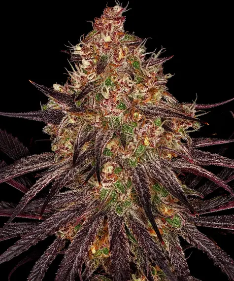 ayahuasca purple