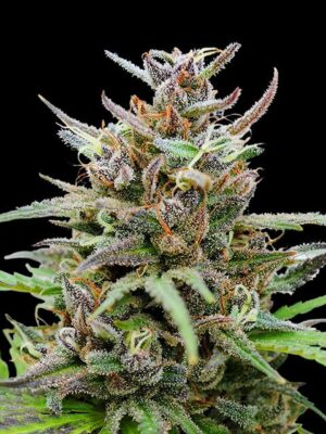 baby-boom-auto-flower.jpg Baby Boom Auto - Kannabia feminisiert 3er Pack
