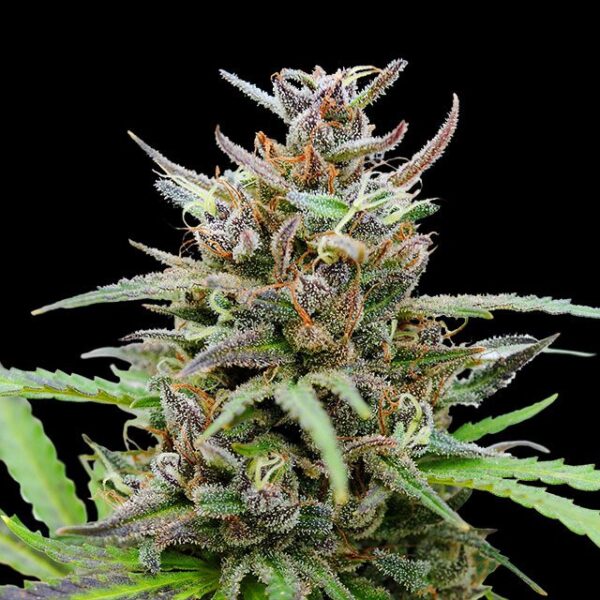 baby-boom-auto-flower.jpg #6754