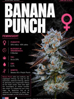 Banana Punch - Criminal Seeds feminisiert 3er Pack